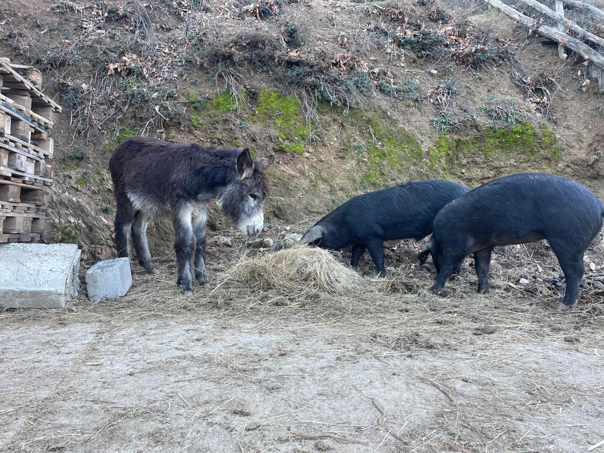 La Locanda Del Poeta Acri Zewnętrze zdjęcie